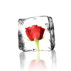 Rote Rose im Eisblock