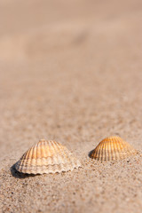 Fototapeta na wymiar Muscheln im sand