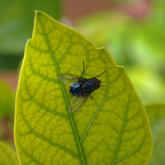 black blue fly on green leaf