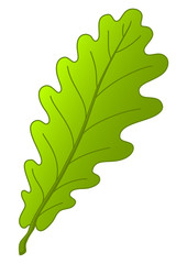 Leaf of oak tree