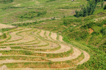 VIetnam - Sapa Rice Paddy