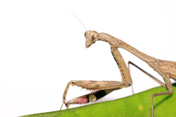 a mantis, its paws have colored stripes