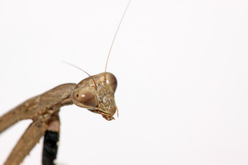 a mantis, its paws have colored stripes