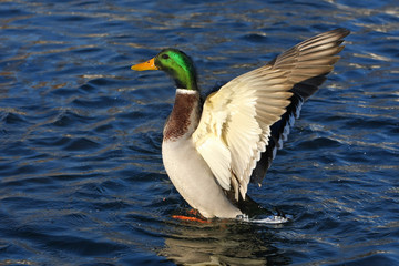 Mallard Duck male