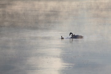 白鳥の親子
