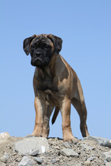 bullmastiff soucieux