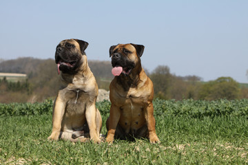 couple de bullmastiffs assis