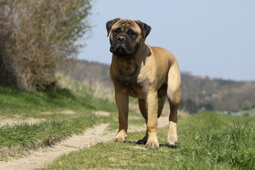 robustesse du bullmastiff debout