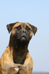 Obraz premium regard lointain du bullmastiff