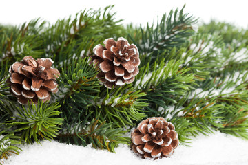 branch of Christmas tree with pinecone