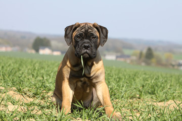 puppy bullmastiff - jeune bullmastiff - Junge bullmastiff