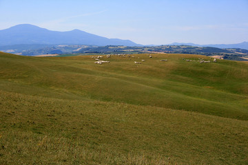 hügellandschaft mit Schafsherde