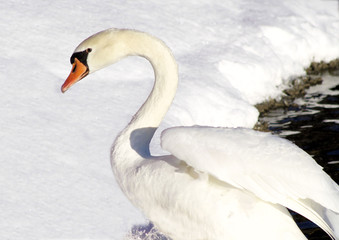 Beautiful White Swan In Winter Snow