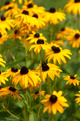 Black-Eyed Susans