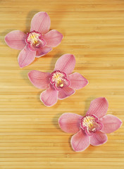 Orchideen