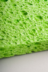 sponge detail