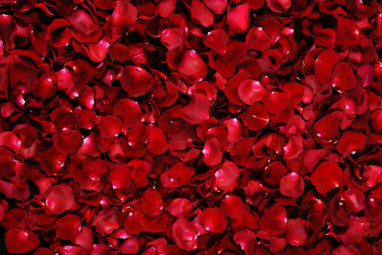 Rose Petal Images – Browse 93,767 Stock Photos, Vectors, and Video