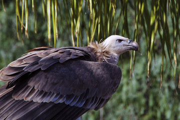 Vulture protrait