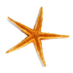 starfish