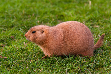 Black Tailed Prairie Dog (Cynomys ludovicianus)