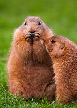 Black Tailed Prairie Dogs interacting