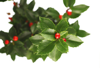 Ilex