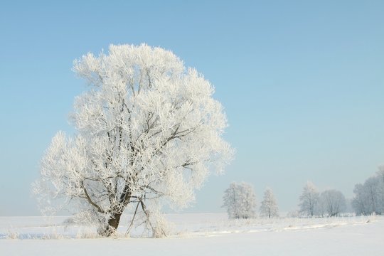 Frozen winter tree against a blue sky at dawn