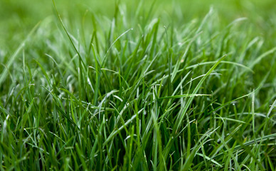 Green grass dew