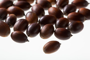 seed(acorn)_029