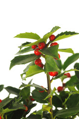 Ilex