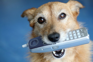 Dog holding telephone in mouth