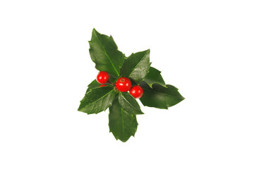 Ilex