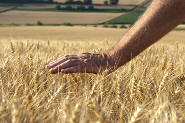 Hand im Weizen