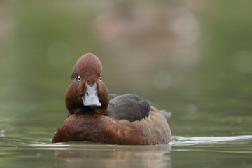 Ferruginous duck