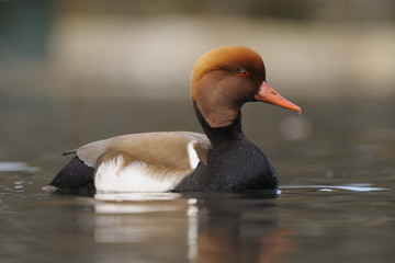 Netta rufina, Red-crested Pochard