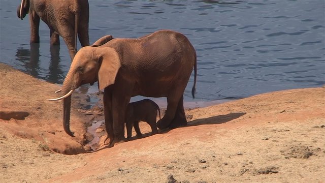 Elefant am Wasserloch