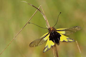 Papillon l'Ascalaphe (butterfly)