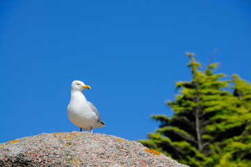 Seagull