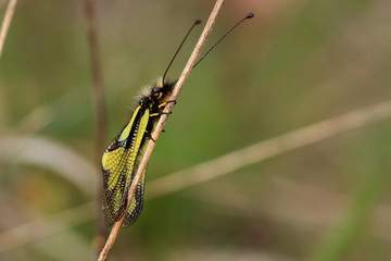 Papillon l'Ascalaphe (butterfly)
