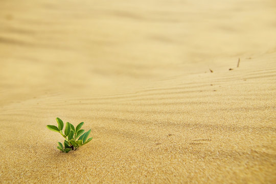 Green Shoot In The Desert - Growth In Adverse Conditions