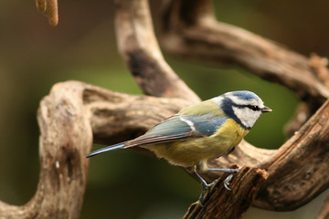 Mésange bleue (Cyanistes caeruleus, Blue Tit)