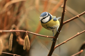 Mésange bleue (Cyanistes caeruleus, Blue Tit)
