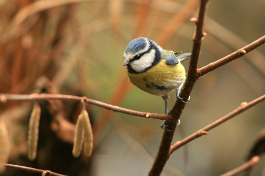 M&eacute;sange bleue (Cyanistes caeruleus, Blue Tit)