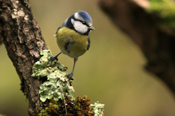 Fototapeta premium Mésange bleue (Cyanistes caeruleus, Blue Tit)