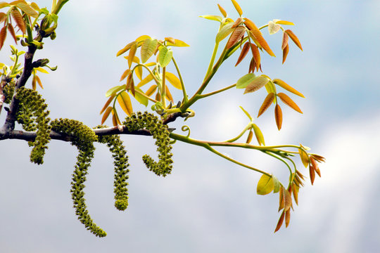 Pollenzeit: Baumpollen in S&uuml;dtirol