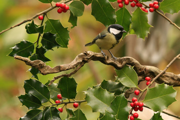 Fototapeta premium Mésange charbonnière (Parus major, Great Tit)
