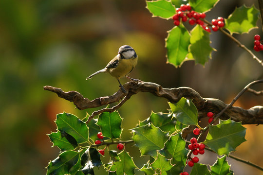 M&eacute;sange bleue (Cyanistes caeruleus, Blue Tit)