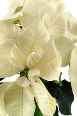 White poinsetia close up