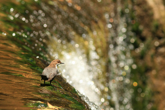 Cincle plongeur (Cinclus cinclus)