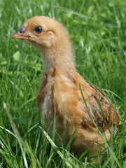 Small Chicken